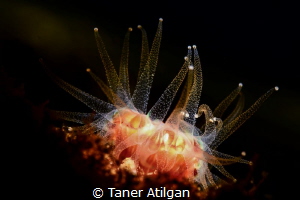 Anemone from Istanbul by Taner Atilgan 